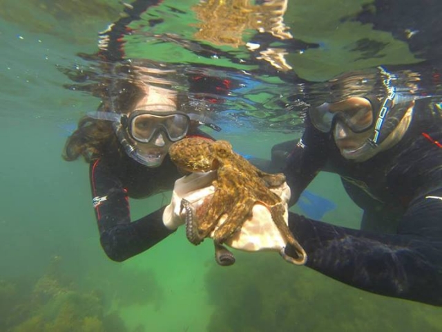  Snorkeling e polpi di mare 